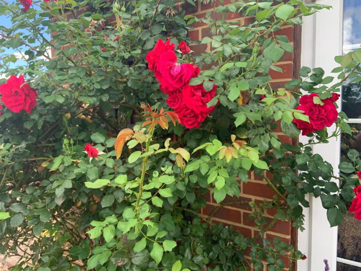 Rose Cottage Rye Luaran gambar